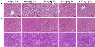 Safety Evaluation of Porcine Bile Acids in Laying Hens: Effects on Laying Performance, Egg Quality, Blood Parameters, Organ Indexes, and Intestinal Development